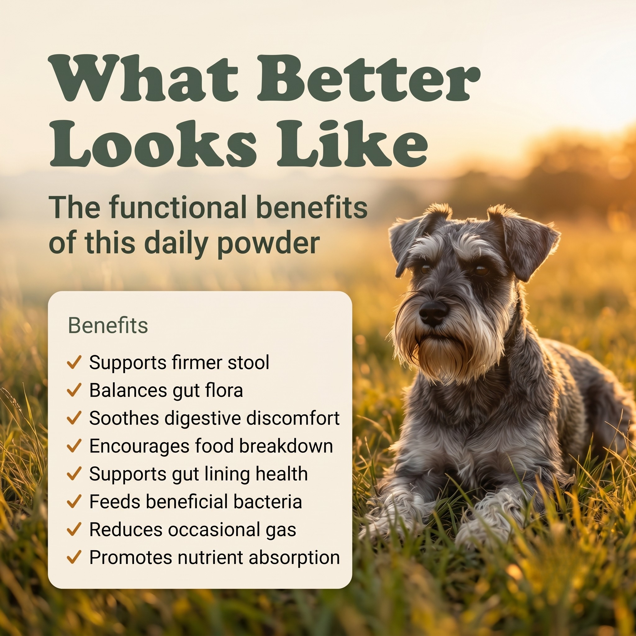 Gut Health Support Powder for Dogs