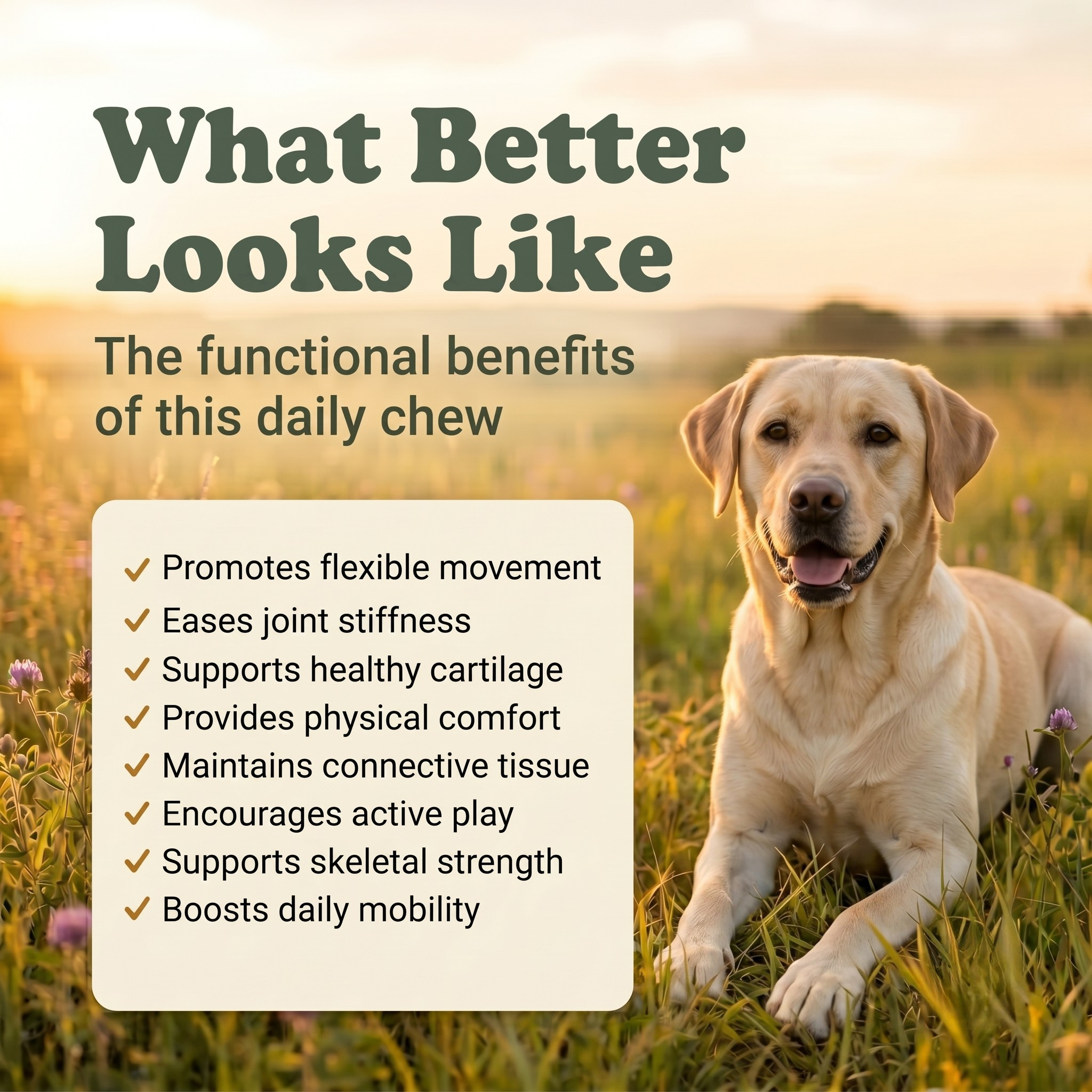 Hip & Joint Support Soft Chews for Dogs