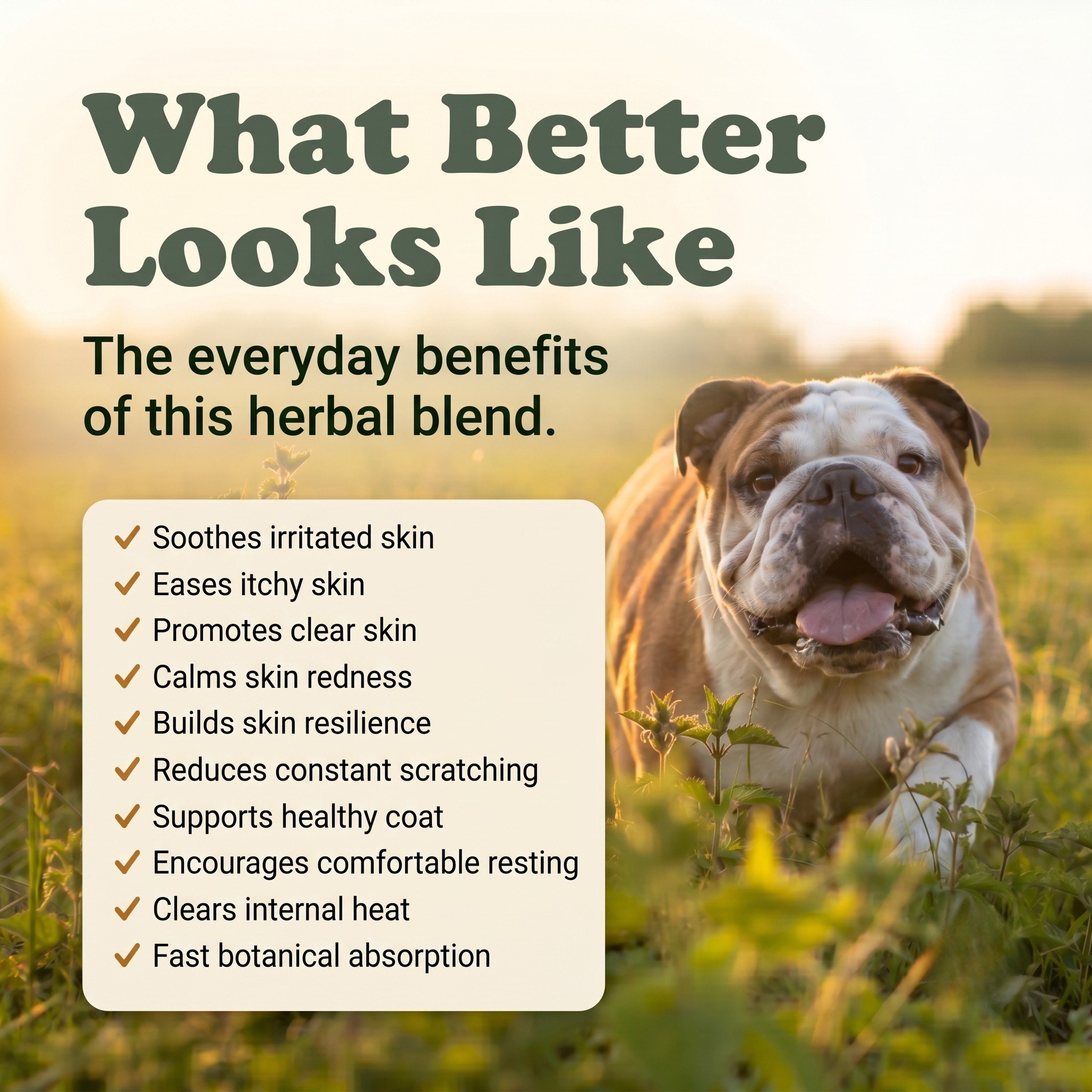 Eczema Support Herbal Drops for Dogs