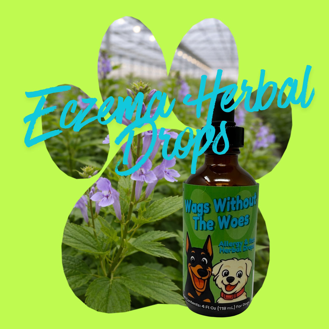 Eczema Support Herbal Drops for Dogs