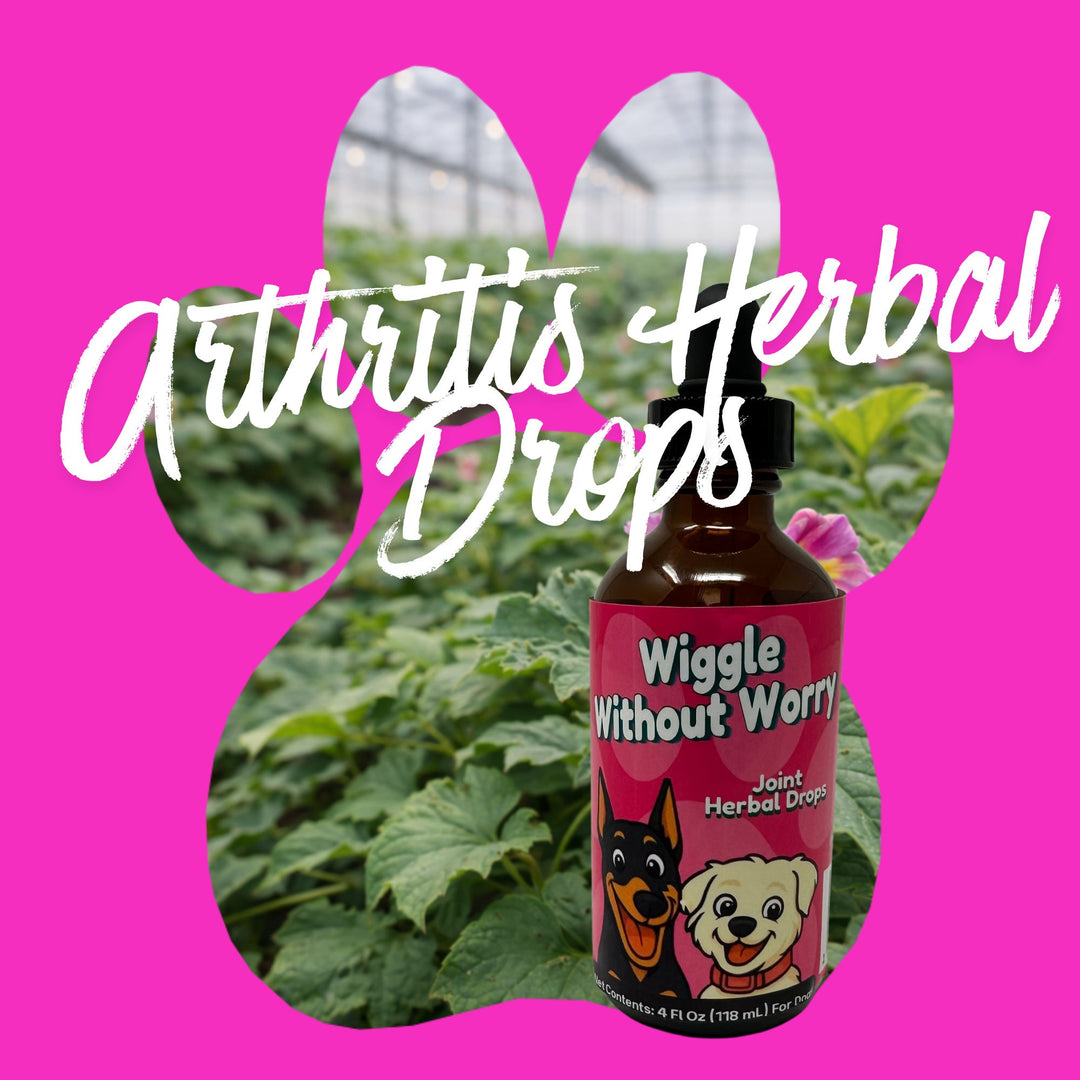 Arthritis Support Herbal Drops for Dogs